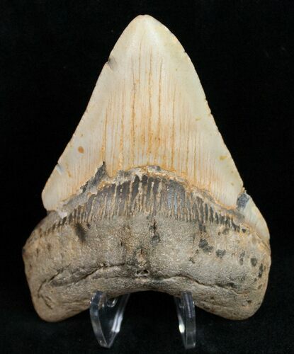 Colorful Megalodon Tooth - North Carolina #11939